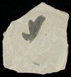 Fossil Balloon Vine Leaf - Green River Formation #16290-1